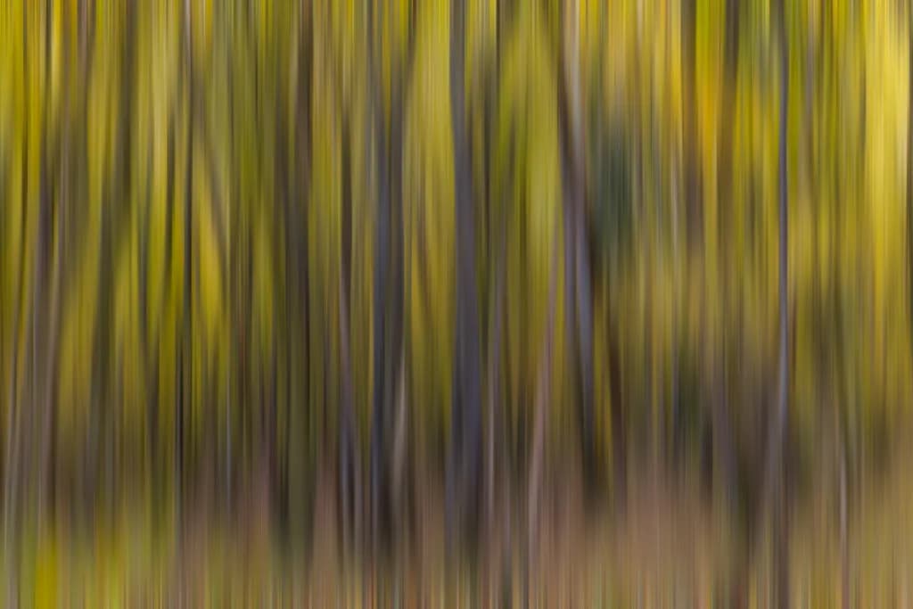 Abstract Trees
