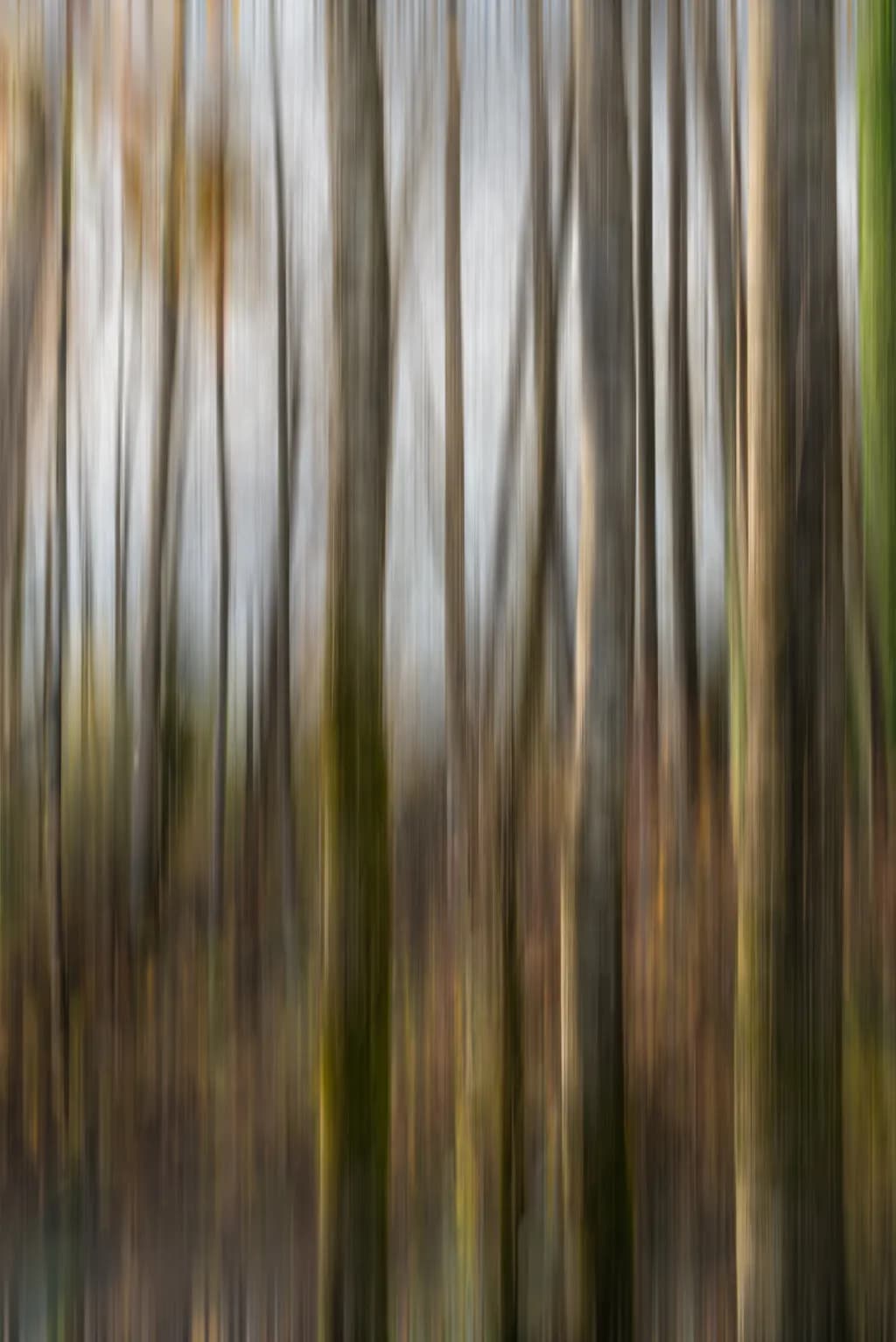 Measured Light Forest