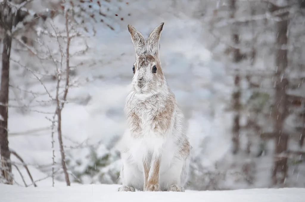 Snowshoe Hare