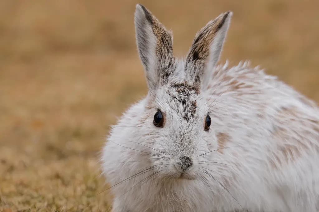 Bunny Vigilance