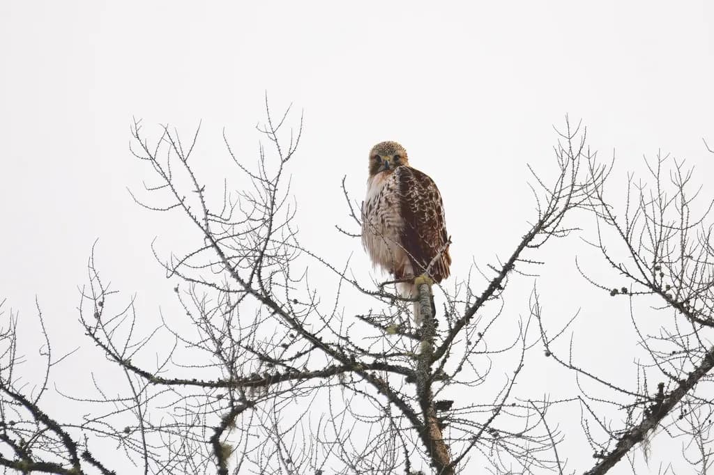 Perched Stillness