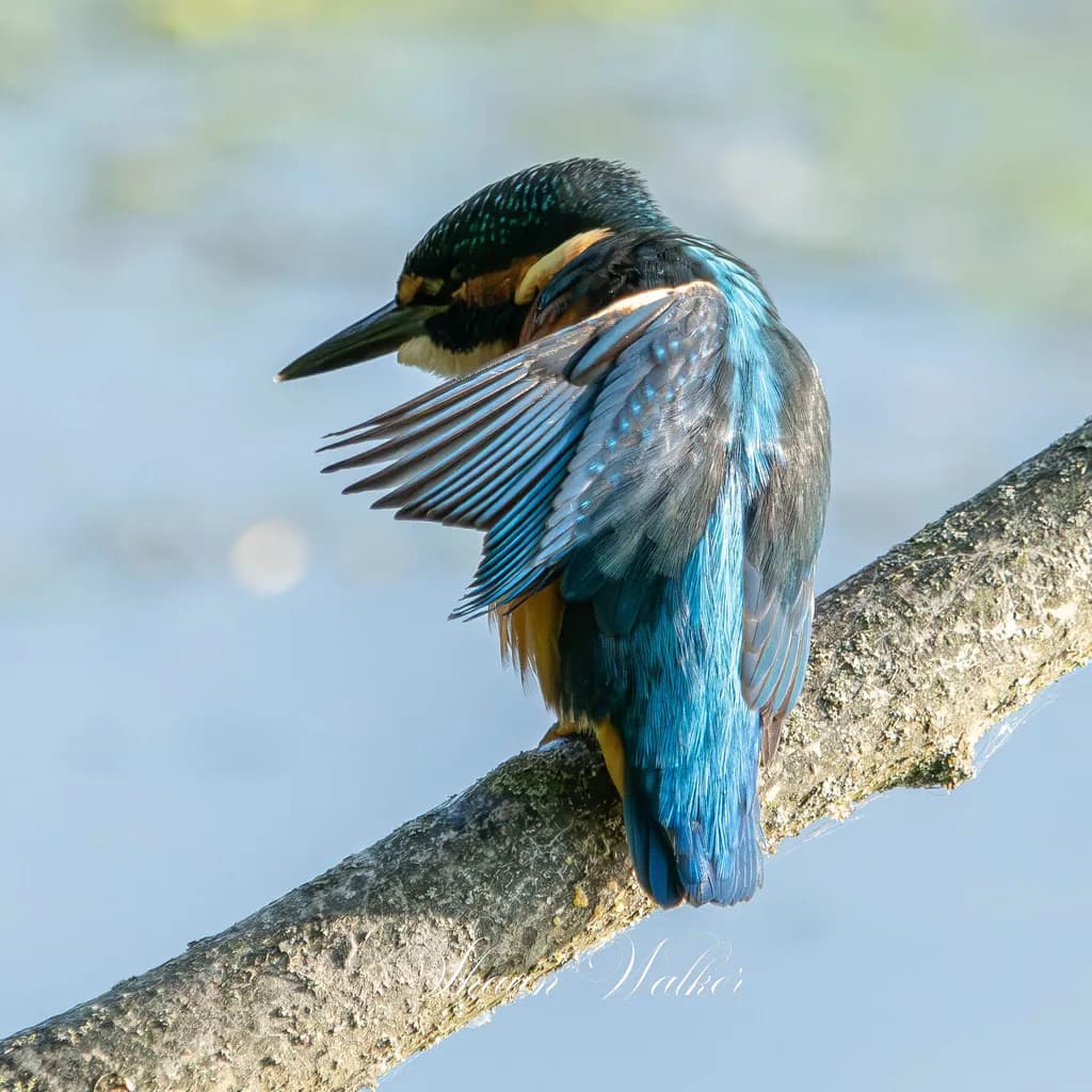 Whispers of Blue: A Kingfisher's Serenity on the Water's Edge