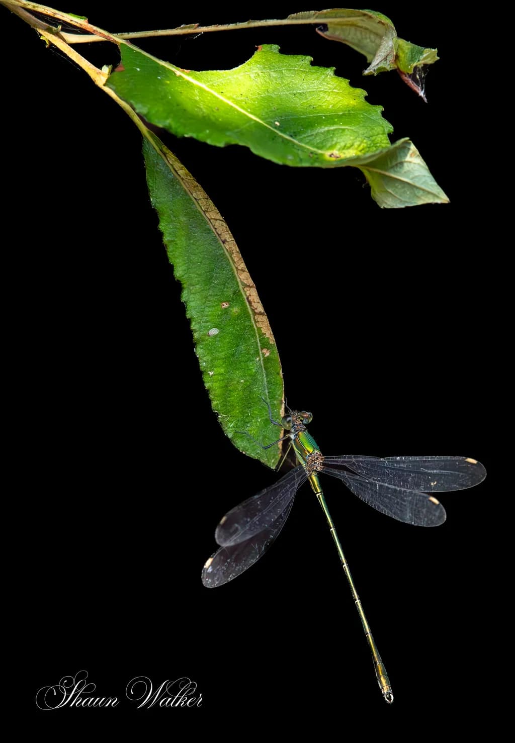 Whispers of Nature: A Macro Study of a Dragonfly on Leaf