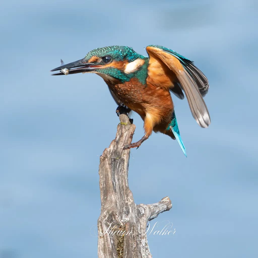 Vibrant Kingfisher in Flight: Nature's Jewel Captured in Stunning Detail