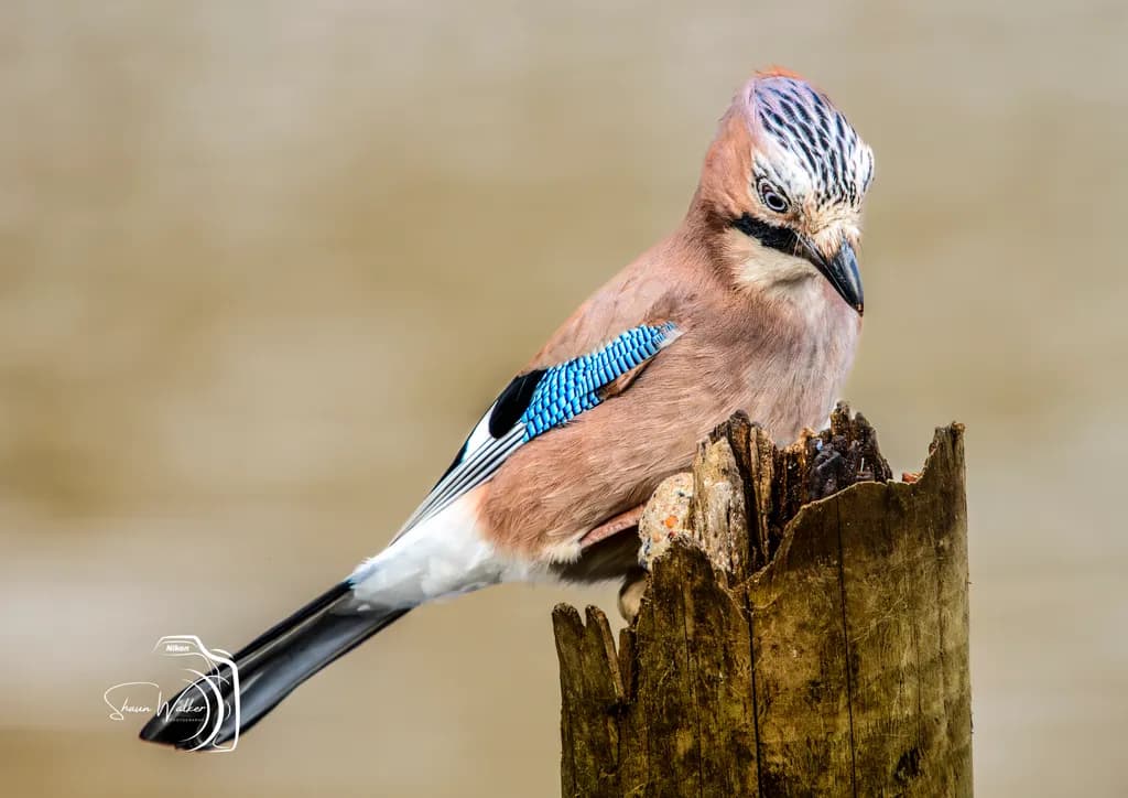 Jay on Post