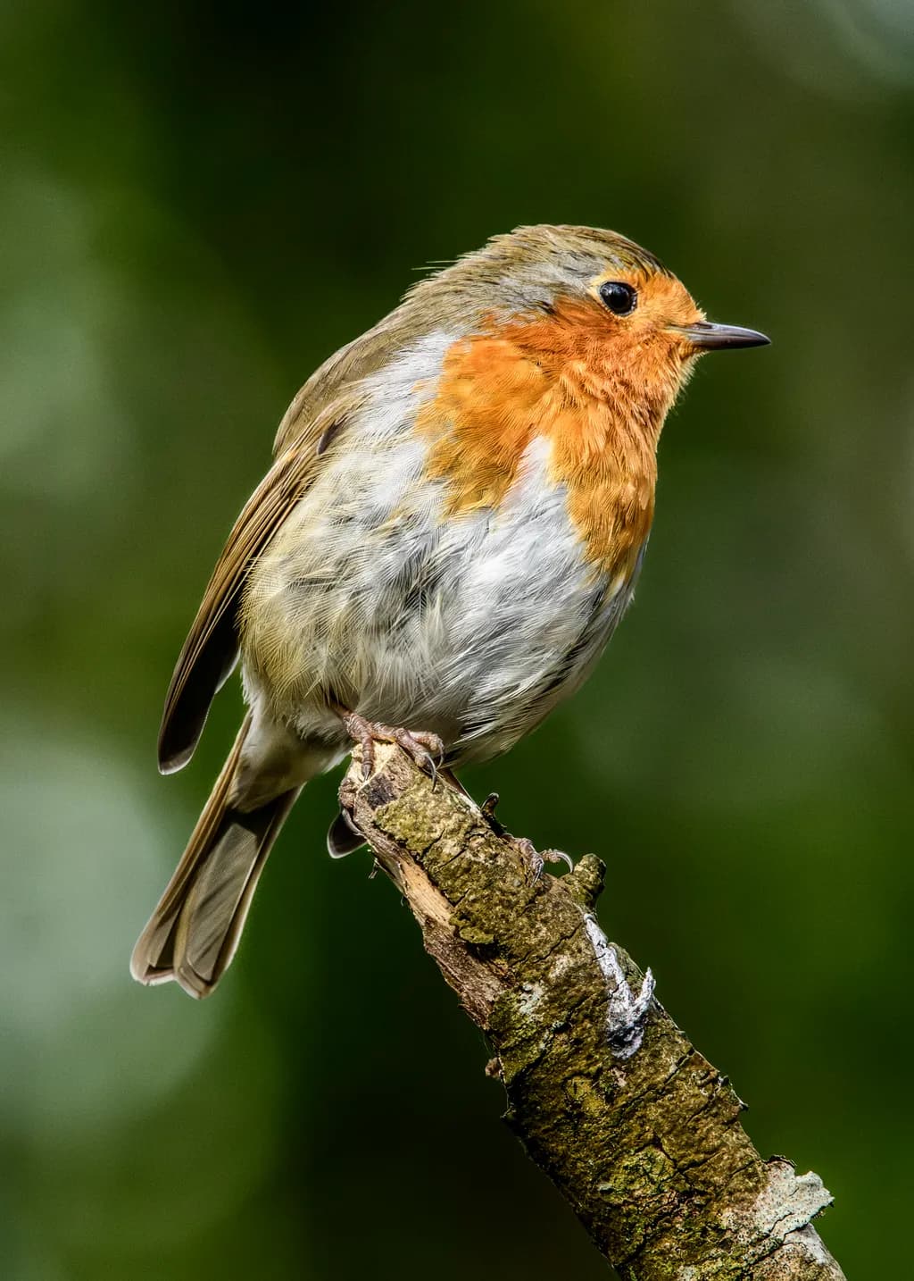 Perched Robin