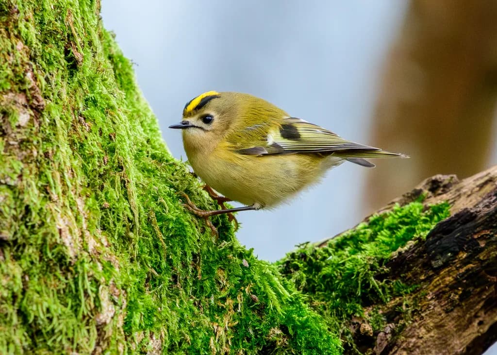 Goldcrest Perch