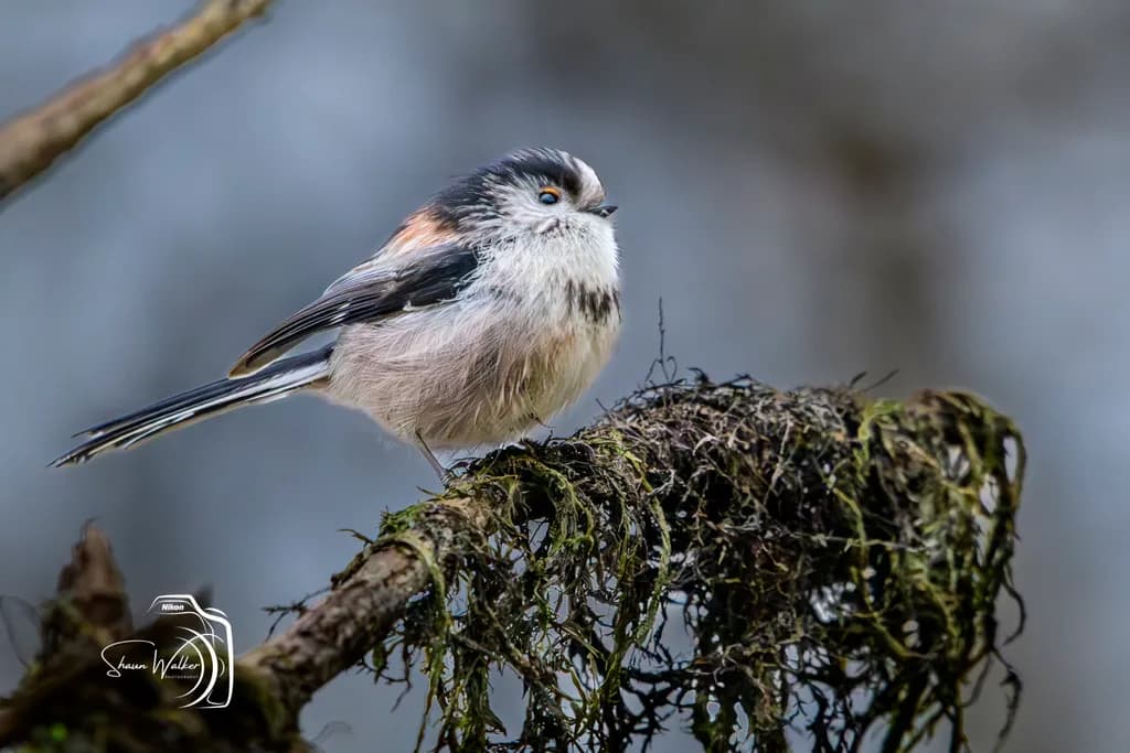 Perched Quietude