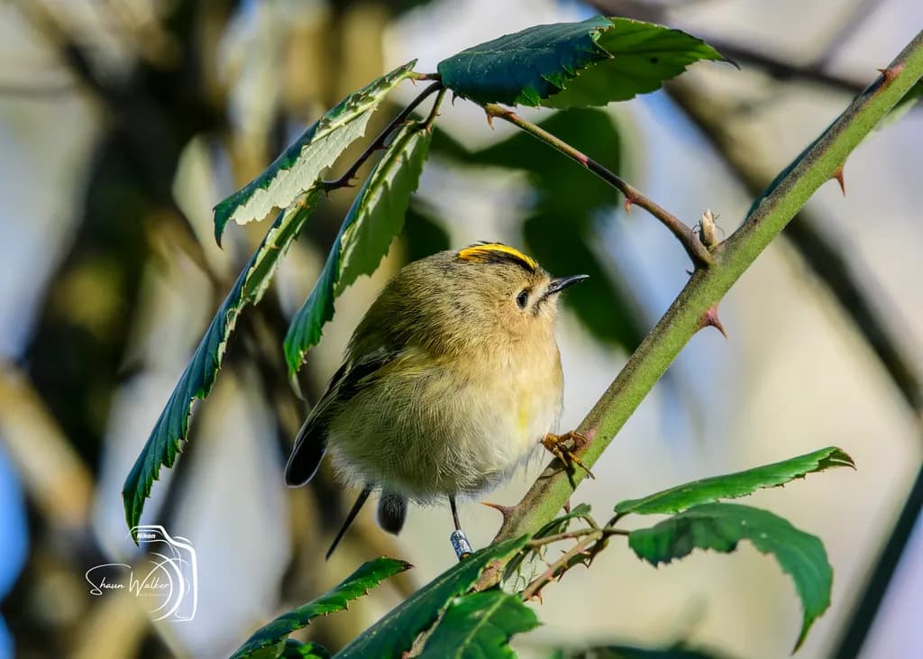 Golden-Crested Perch