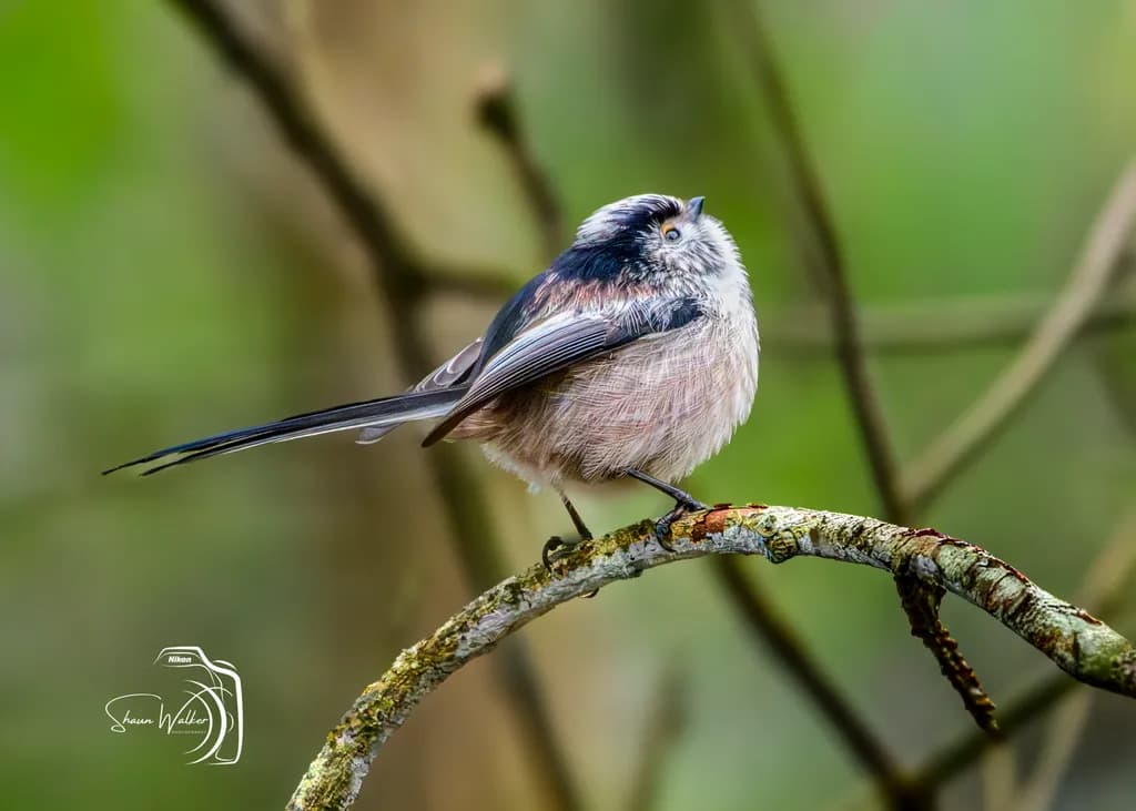 Perched Longtail