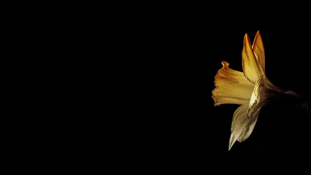 Yellow Daffodil Bloom