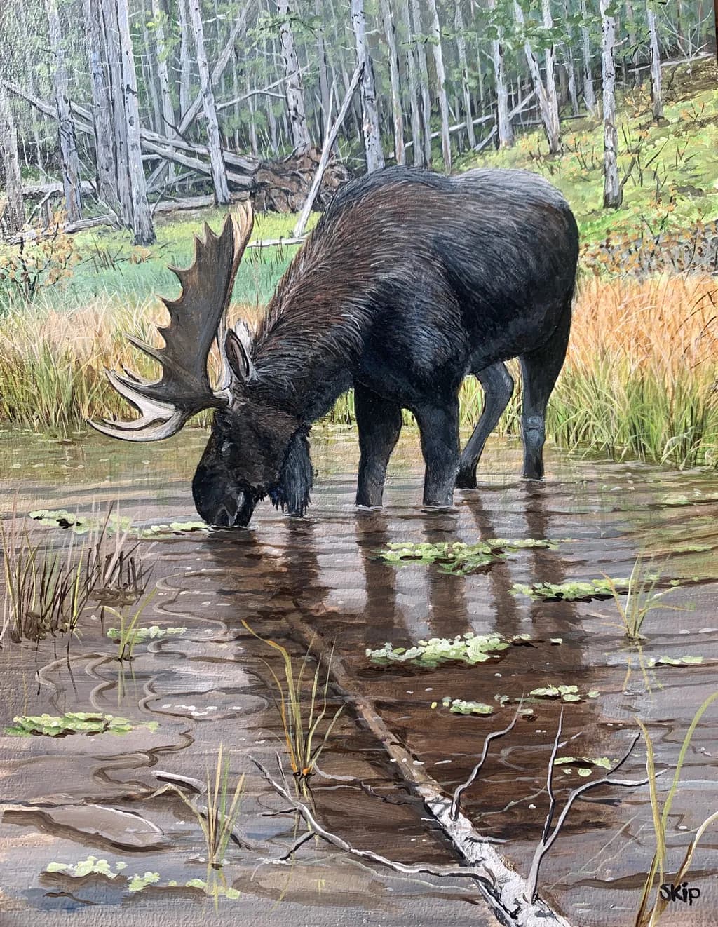 Moose in Reflection