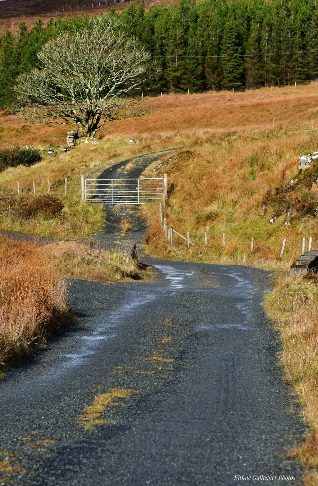 Whispers of Nature: A Serene Journey Through the Gated Pathway of Tranquility