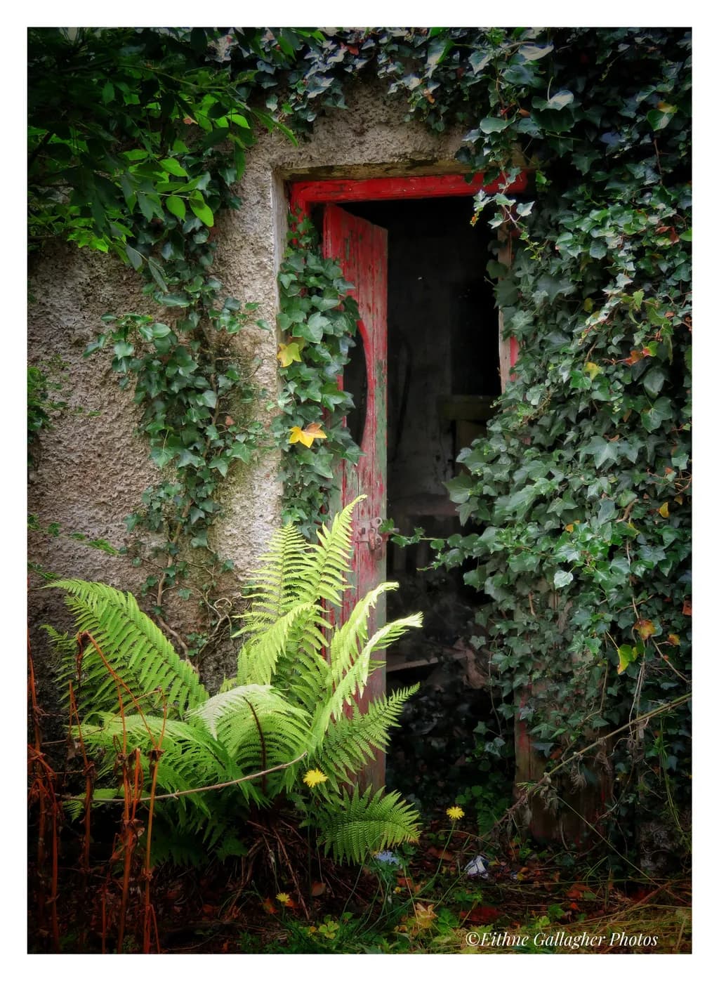 Overgrown Doorway