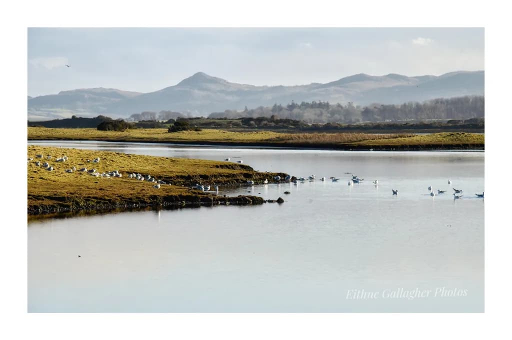Serene Wetlands