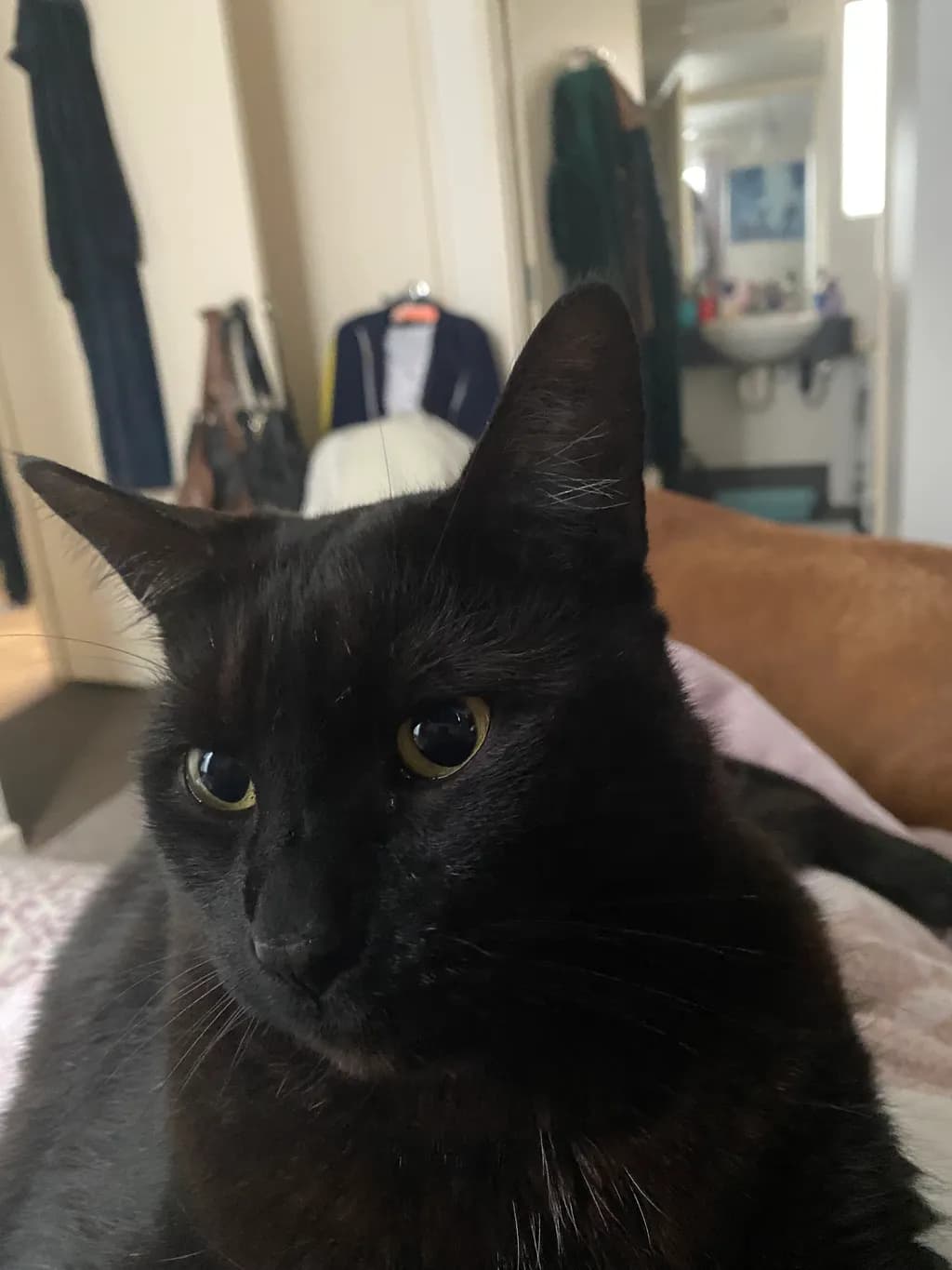 Whiskered Serenity: A Curious Black Cat's Indoor Retreat