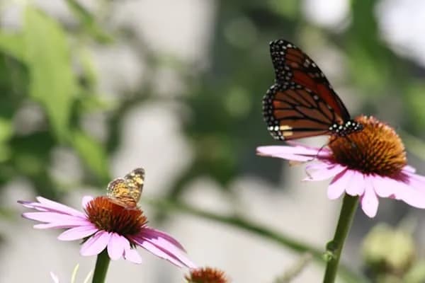 Whispers of Nature: Monarchs and Blossoms in Harmony
