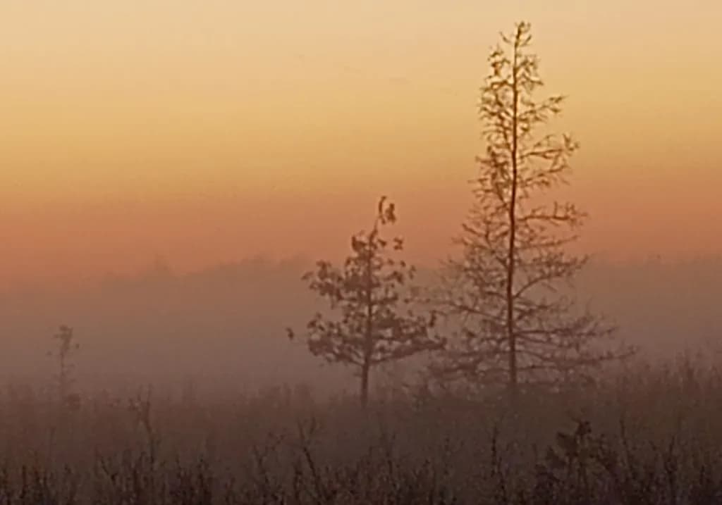 Whispers of Dawn: A Serene Misty Landscape at Sunrise