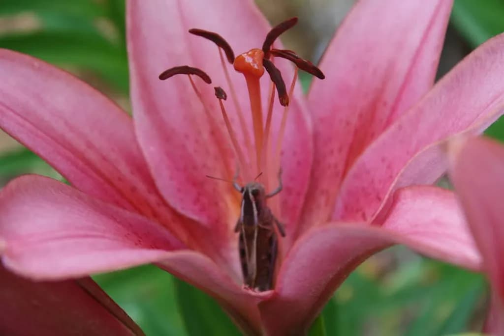 Whispers of Nature: A Delicate Dance Within a Pink Lily Blossom