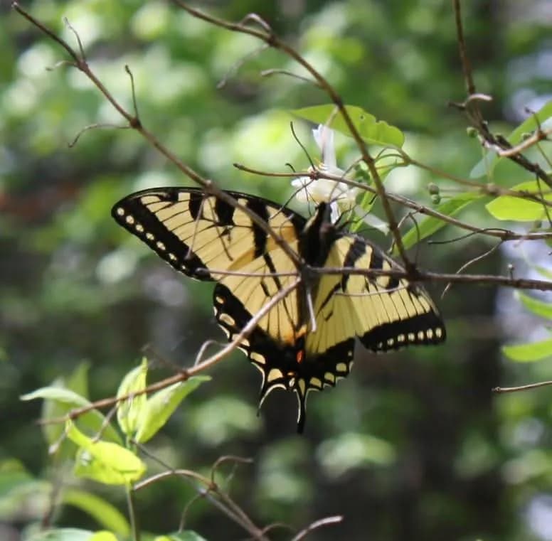 Whispers of Nature: A Delicate Butterfly Amidst Lush Greenery