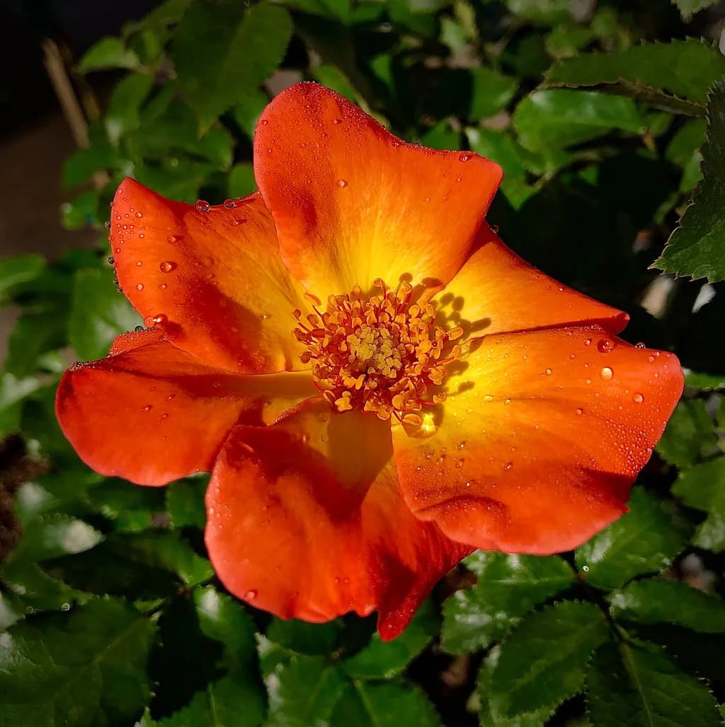 Sunset Rose