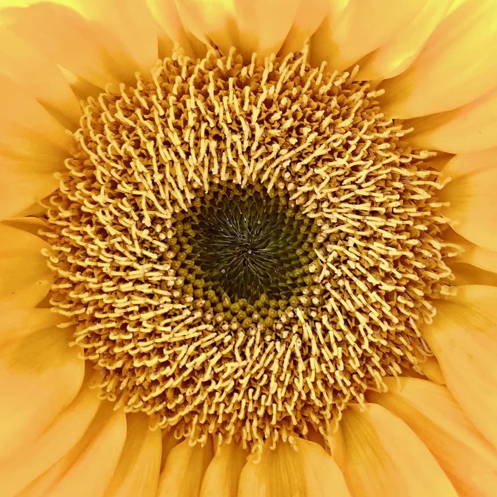 Golden Centerpiece