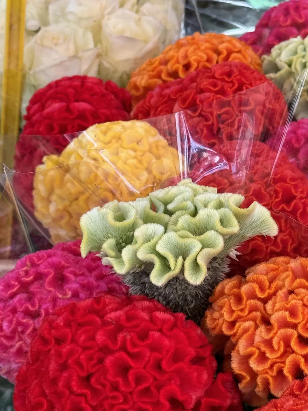 Colorful Bloom Medley