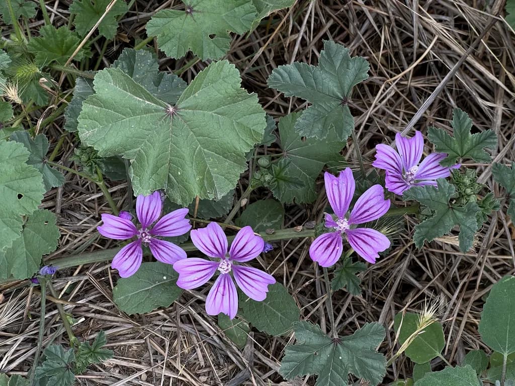 Wildflower Moments