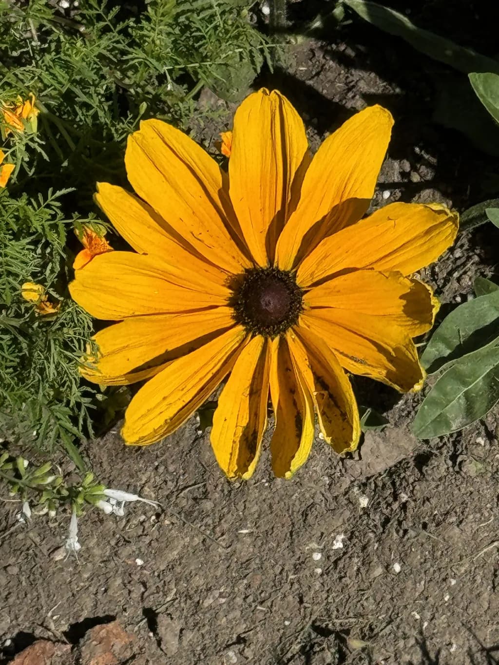 Golden Bloom