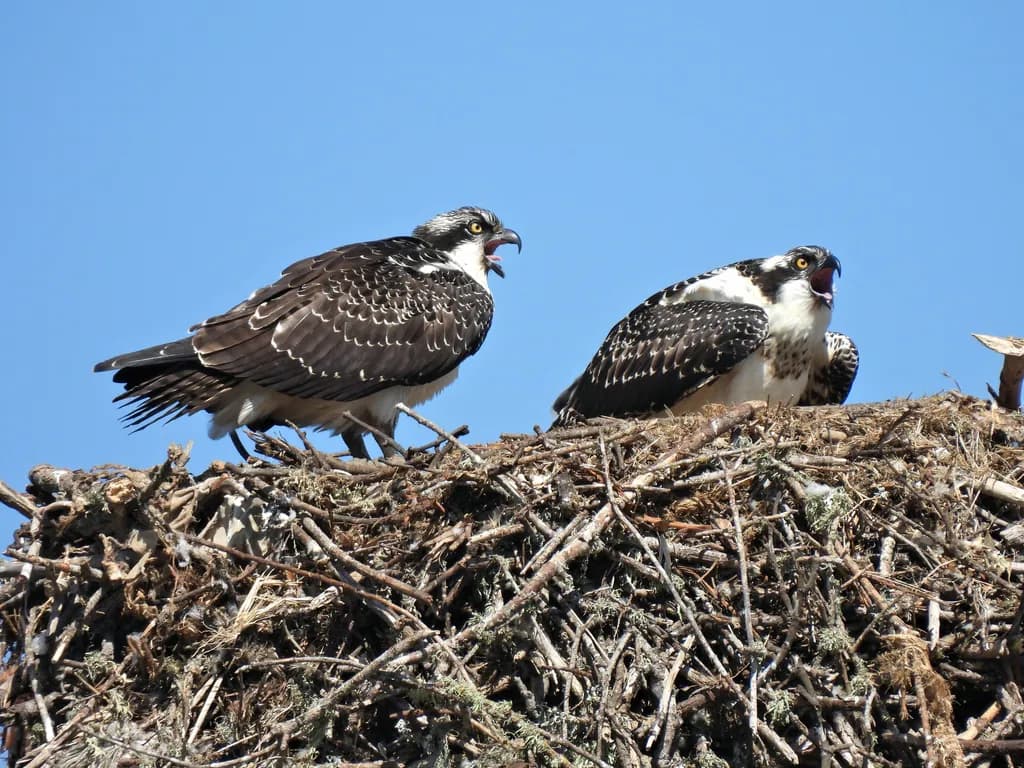 Unsetttled Osprey Siblings