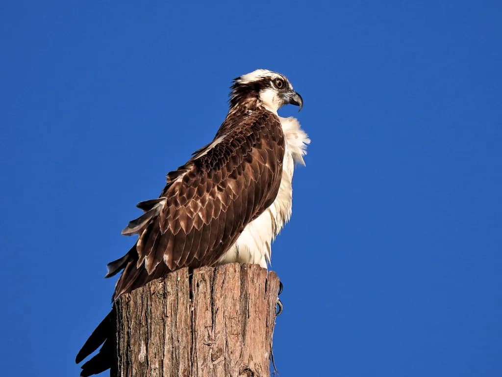 Osprey on Pole