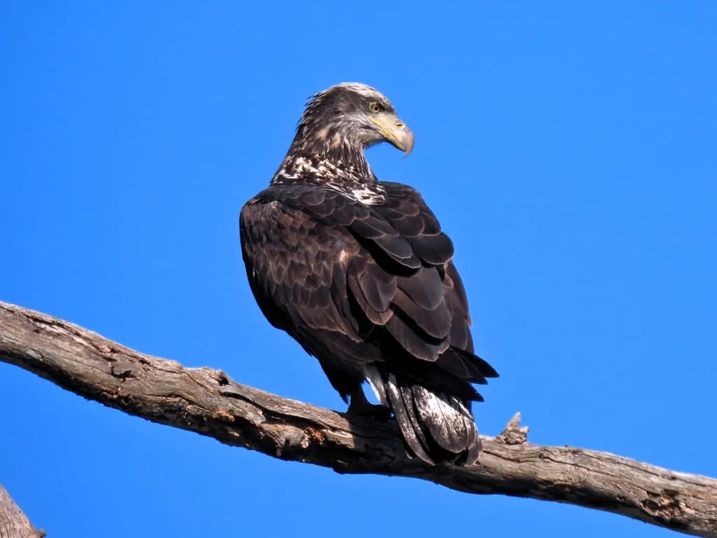 Juvenile Bald Eagle ion Branch
