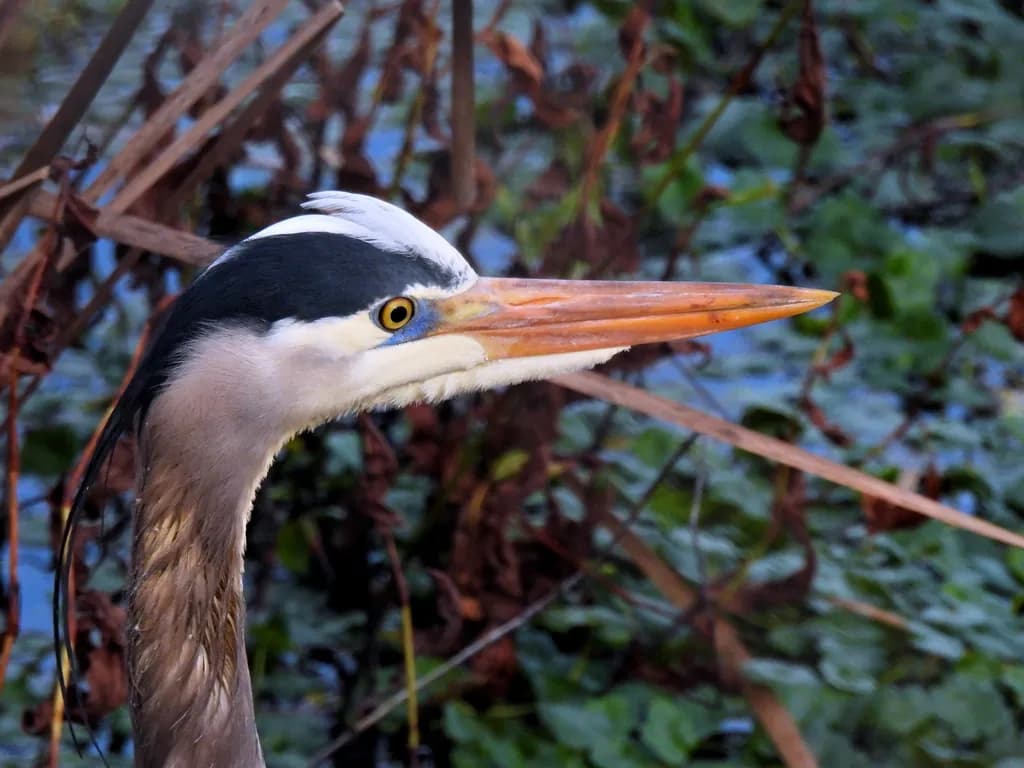 Blue Heron Portrait