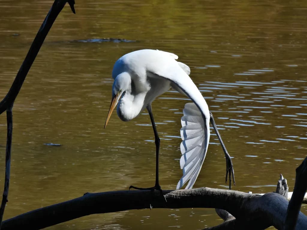 Great Egret Flexing