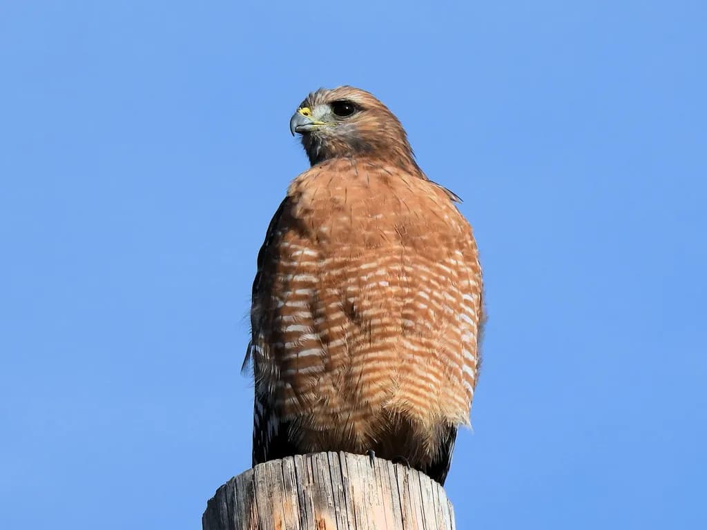 Red Shouldered Hawk on Pole