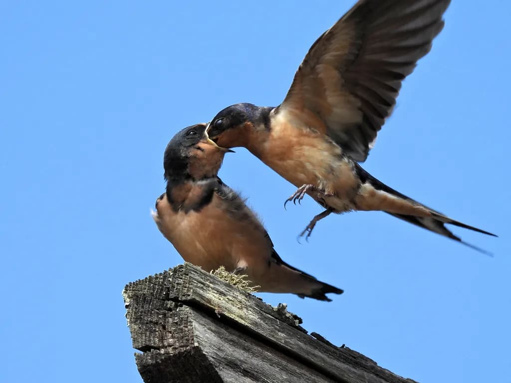Young Barn Swallow Receives Food