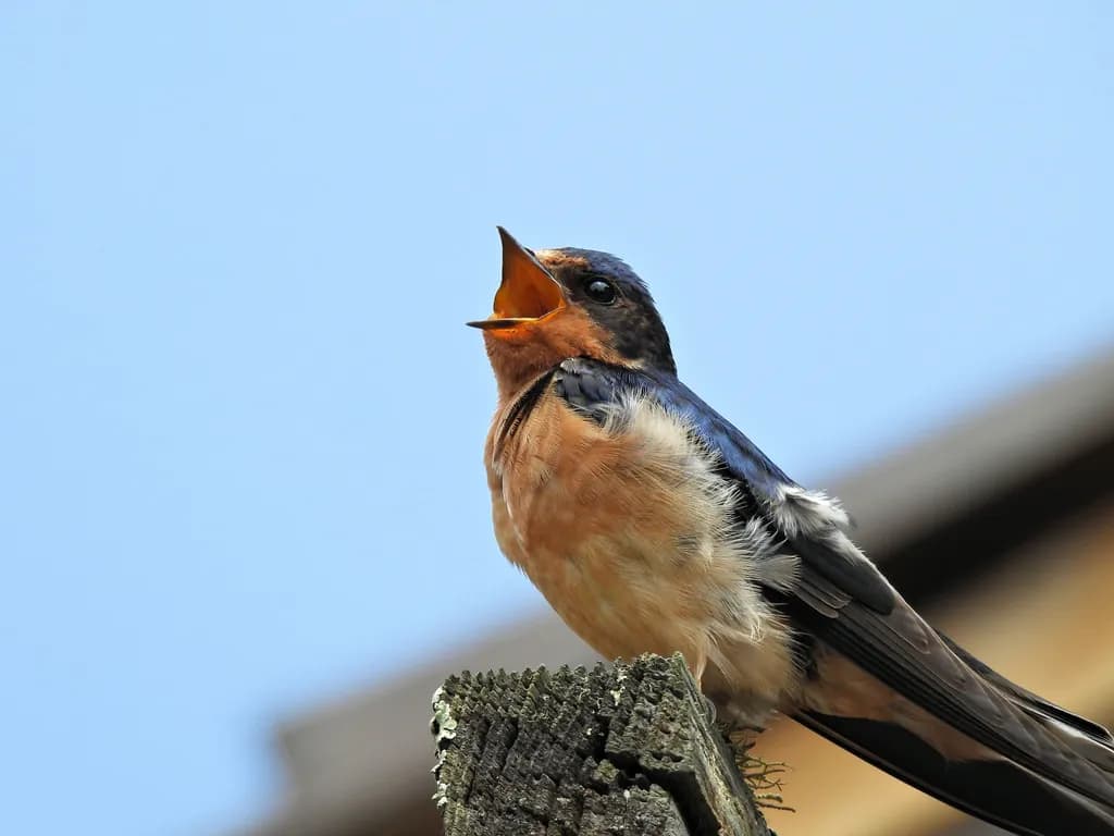 Young Barn Swallow Awaiting Food