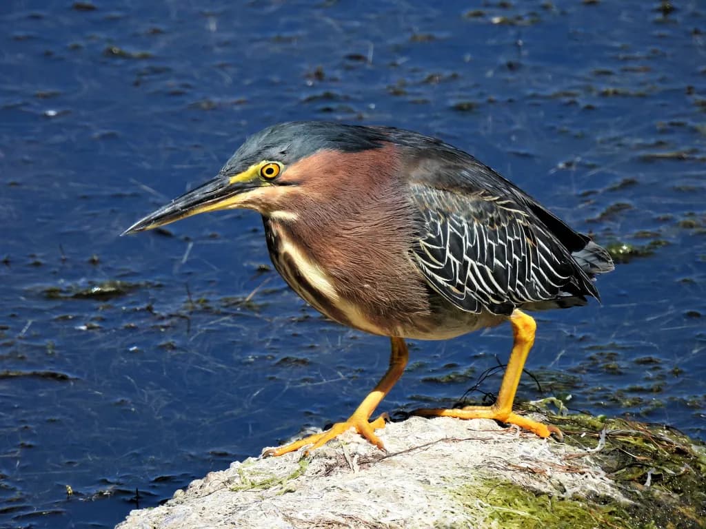 Green Heron at Lagoon