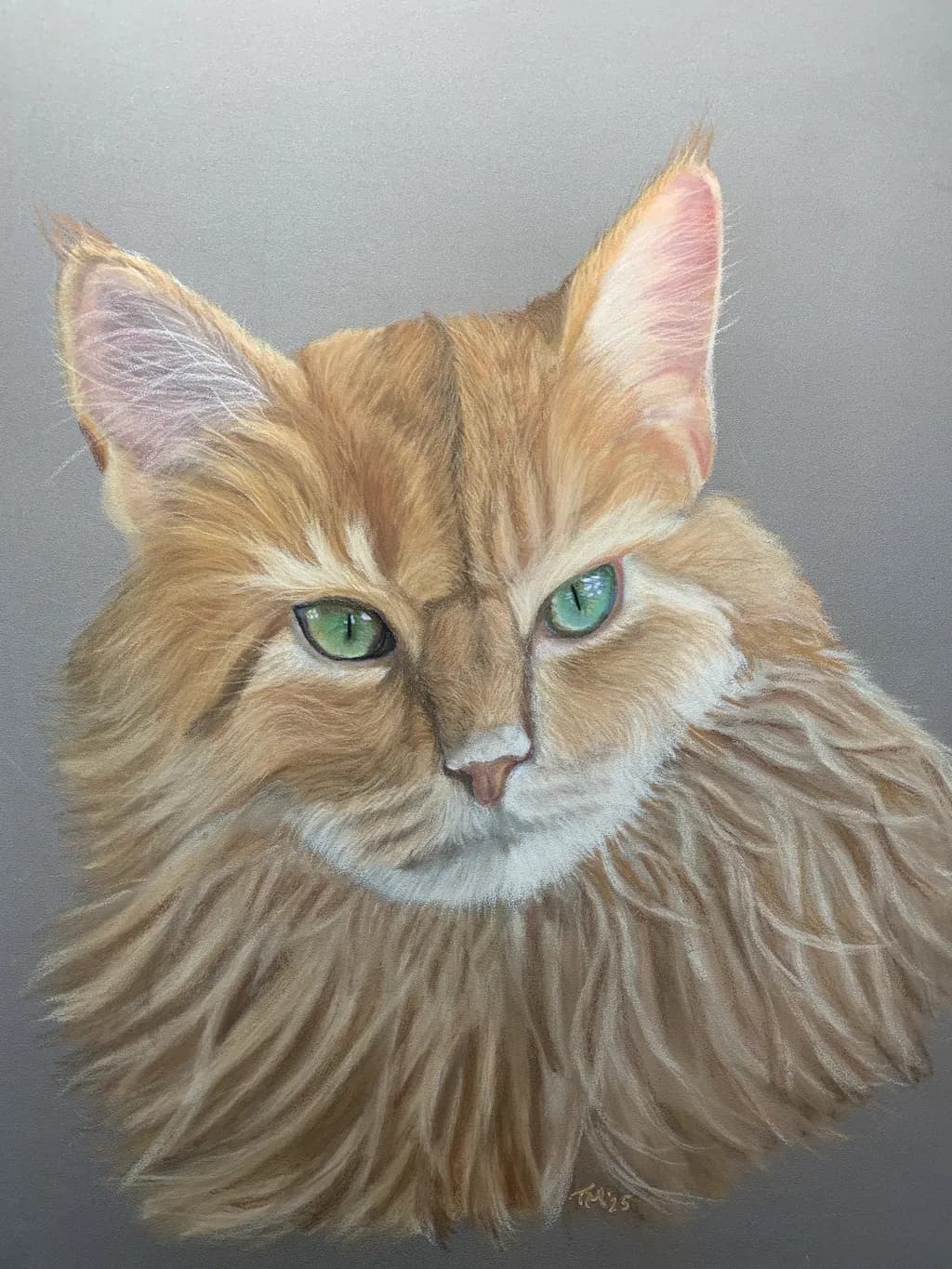 Maine Coon Majesty