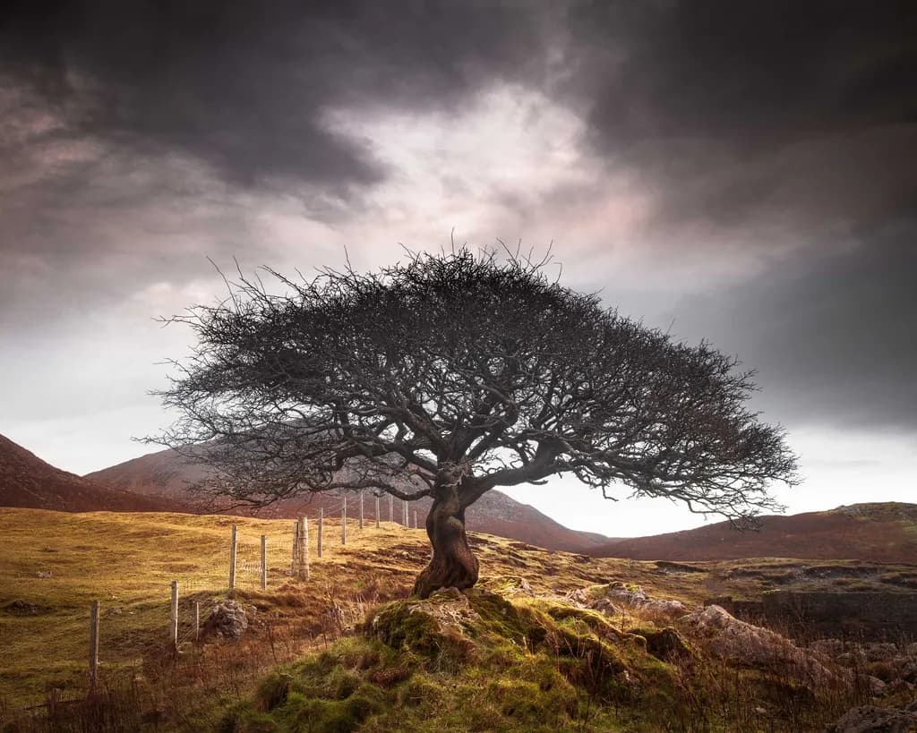 One Tree