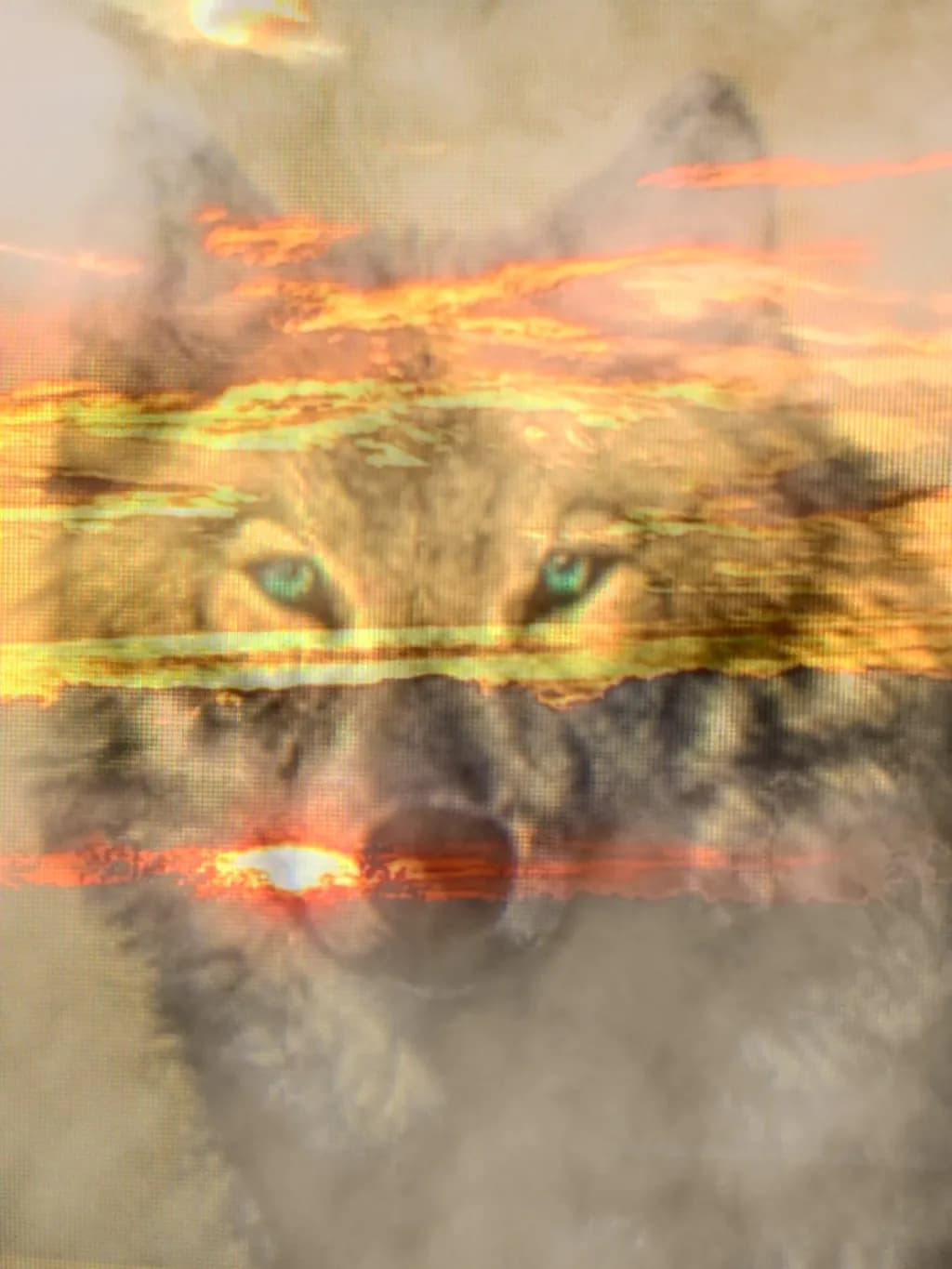 Wolf at Sunset