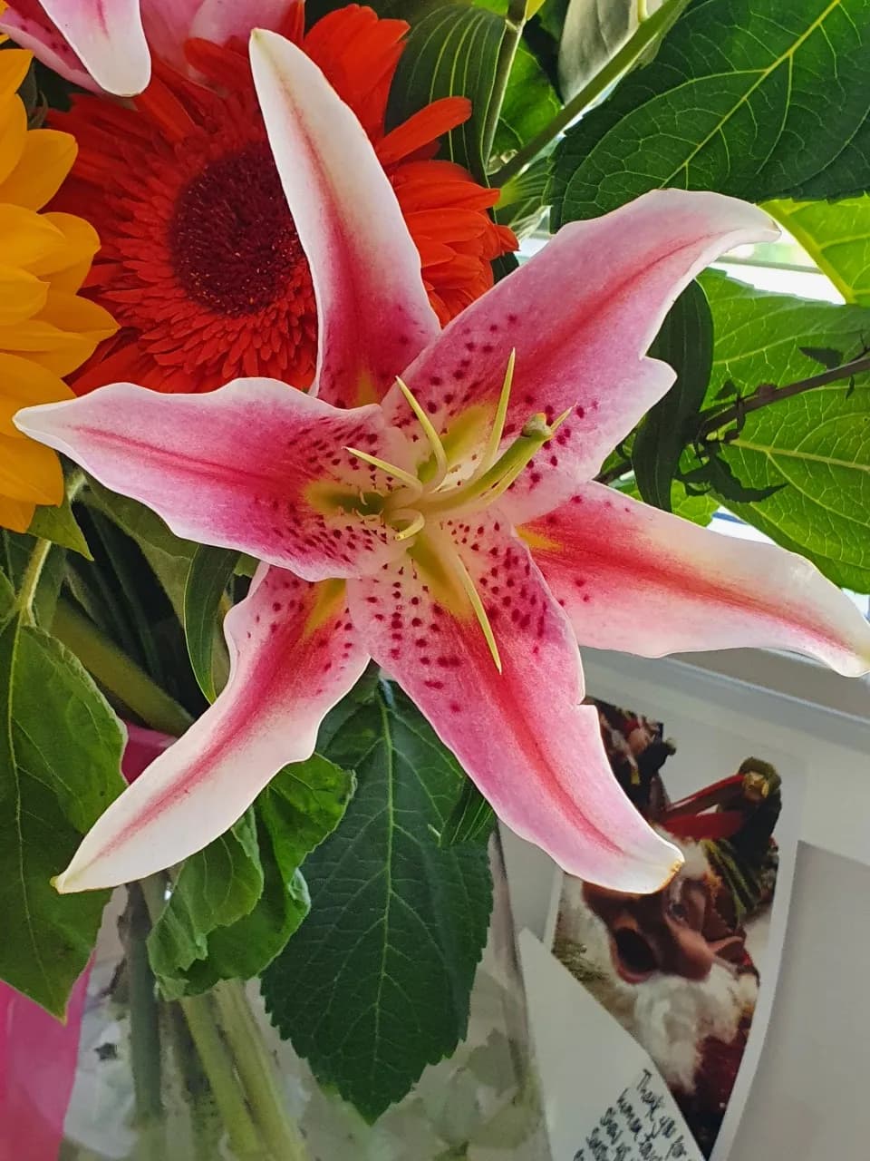 Radiant Elegance: A Close-Up of a Stunning Pink Lily Amidst Vibrant Blooms