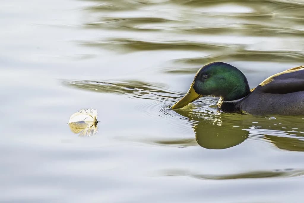 Duck and Feather