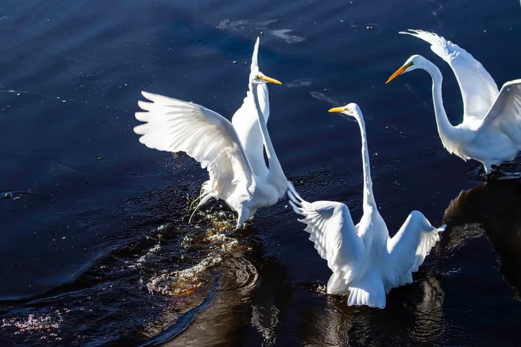 Graceful Flight