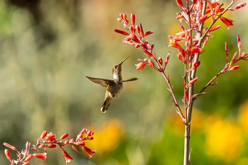 Hummingbird Harmony