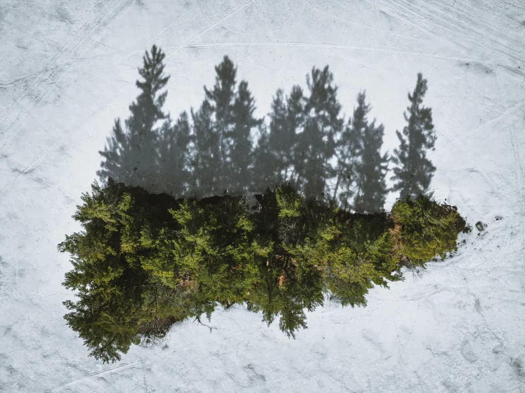 Whispers of Nature: Shadows on Snowy Solitude