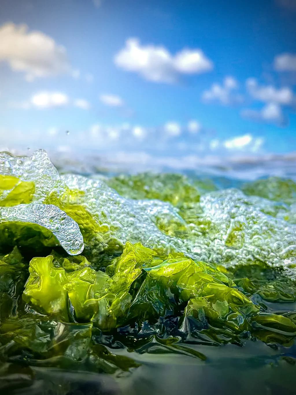 Emerald Waves: A Serene Dance of Seaweed and Sky