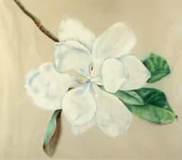 Magnolia Bloom