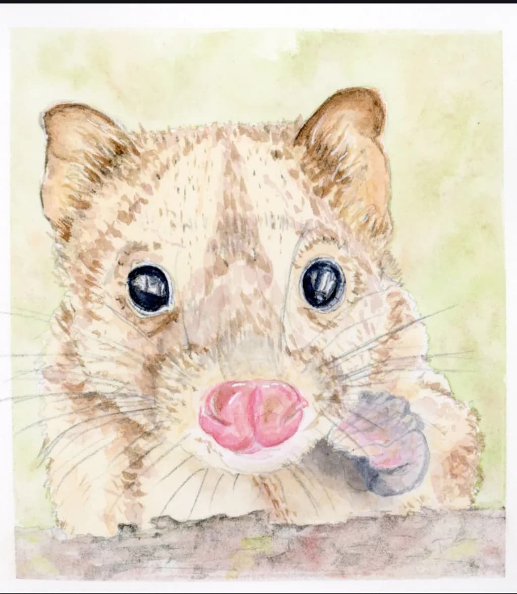 Numbat's Curious Charm 11x11.5 cm