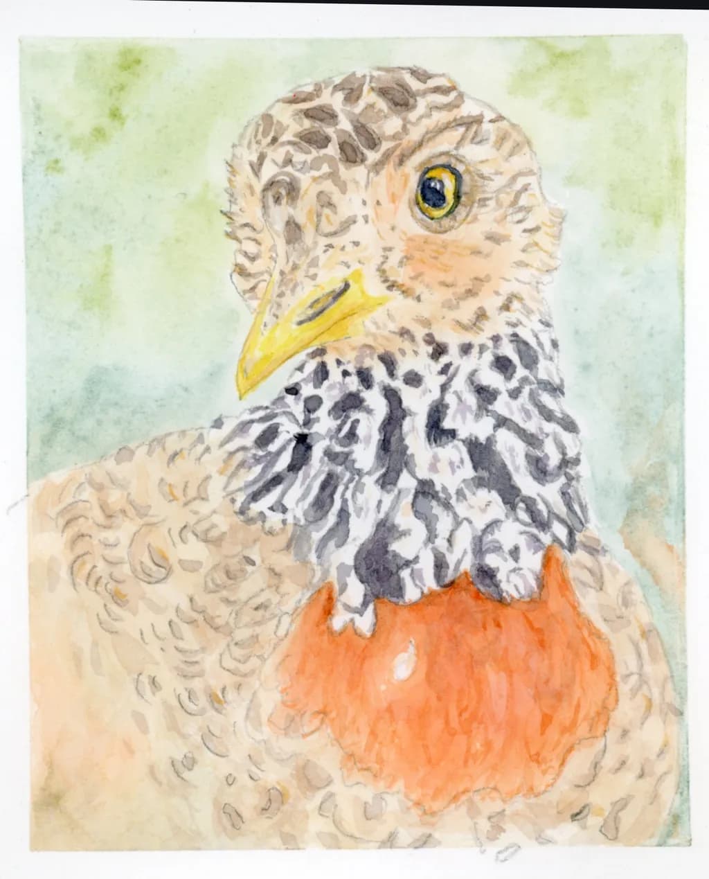Feathered Curiosity